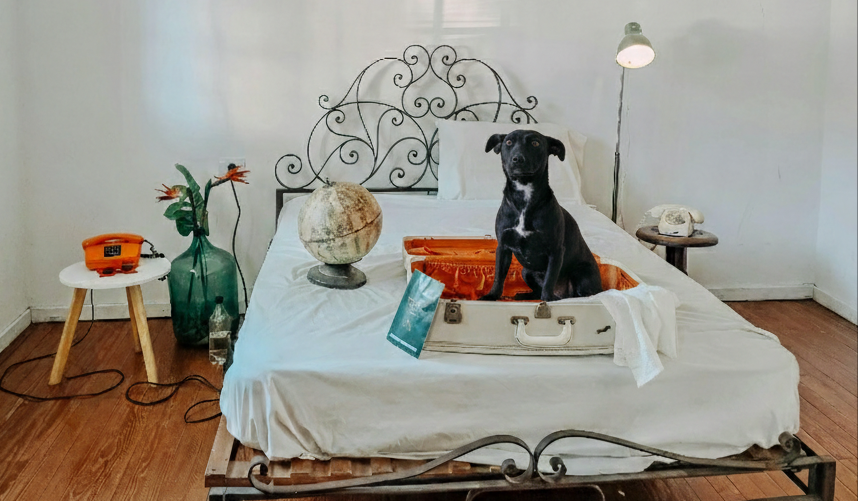 Preparing the Perfect Guest Room for Your Pet Sitter: A Welcoming Checklist