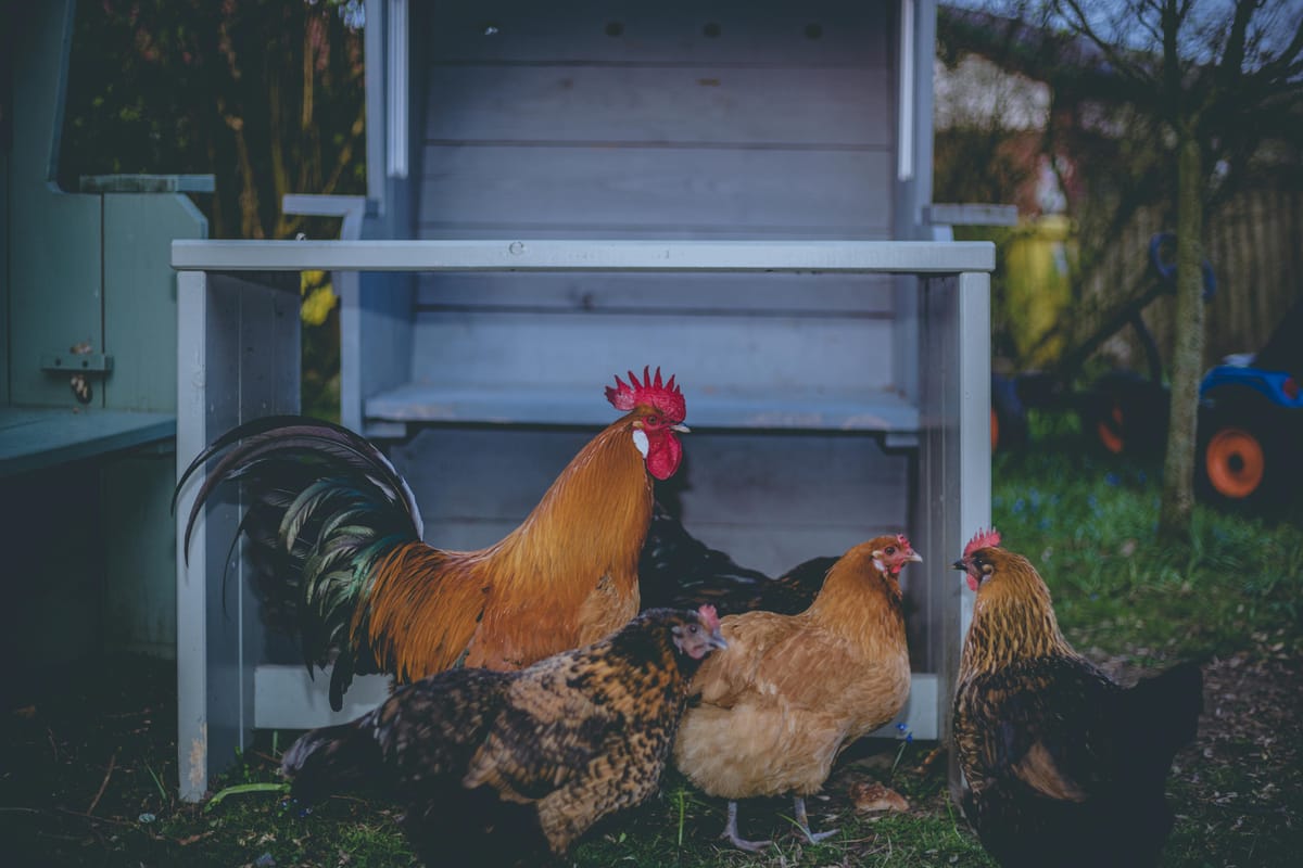 Before You List: Is House Sitting Right for Your Pet?