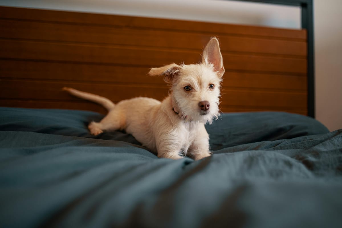Dog Care for Cat People