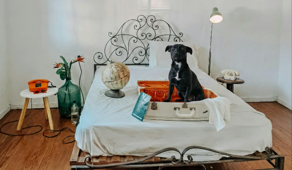 Preparing the Perfect Guest Room for Your Pet Sitter: A Welcoming Checklist