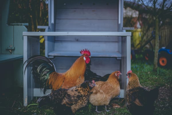 Before You List: Is House Sitting Right for Your Pet?