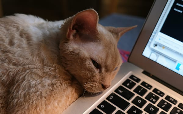 Cat Care for Dog People